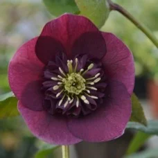 Lumeroos ANEMONE RED